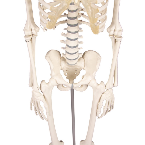 Miniaturni skelet "Patrick"