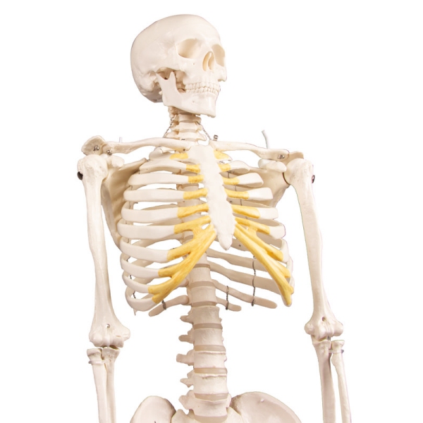 Miniatura okostnjak "Tom"