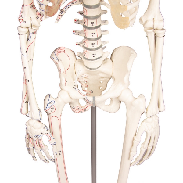Miniaturni okostnjak "Daniel" z oznakami mišic