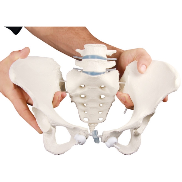 Ženska medenica s križnico in 2 ledvenima vretencema