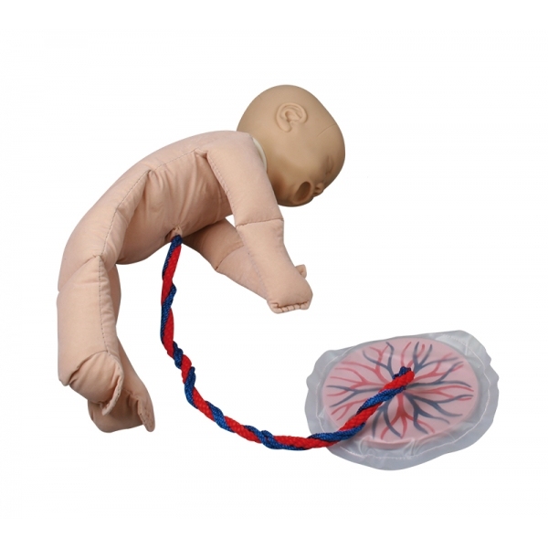 Ženska medenica z lutko ploda