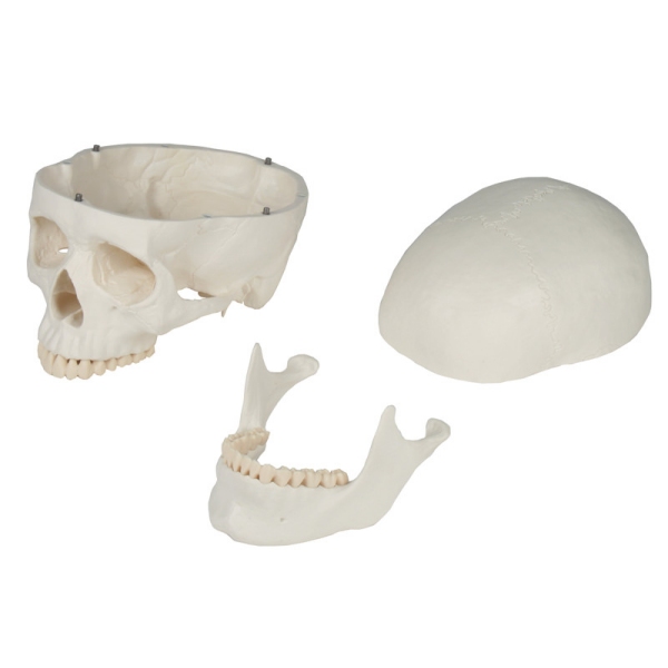 Model lobanje, 3 deli - EZ Augmented Anatomy