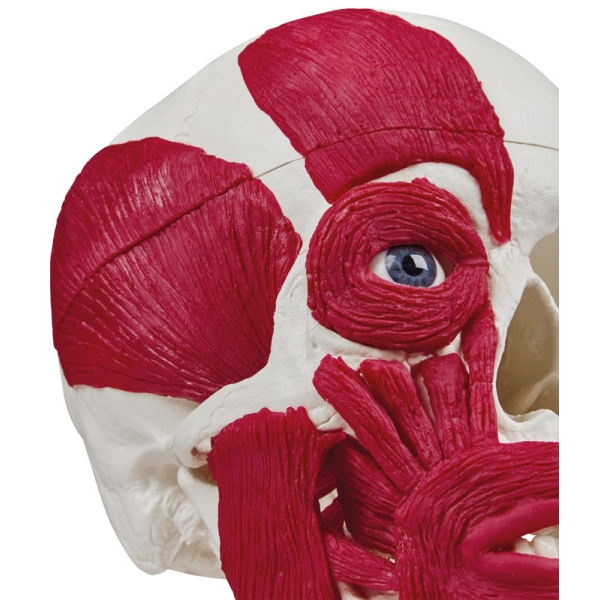 Lobanja z mišičevjem