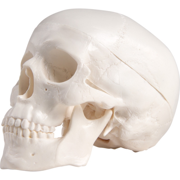 Miniaturna lobanja, 3-delna, s stojalom