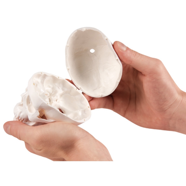 Miniaturna lobanja, 3-delna, s stojalom