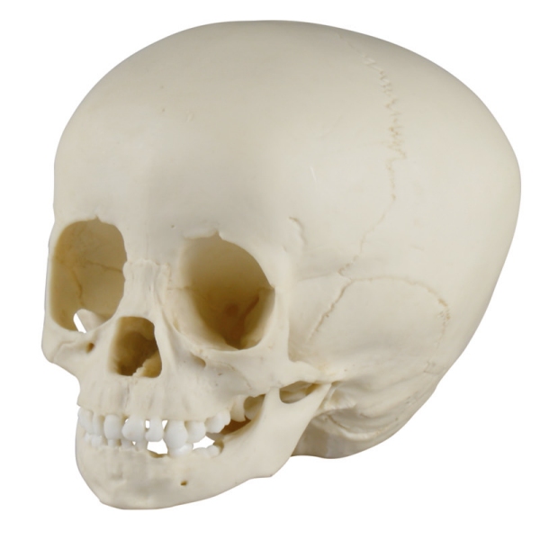 Otroška lobanja 1,5 let