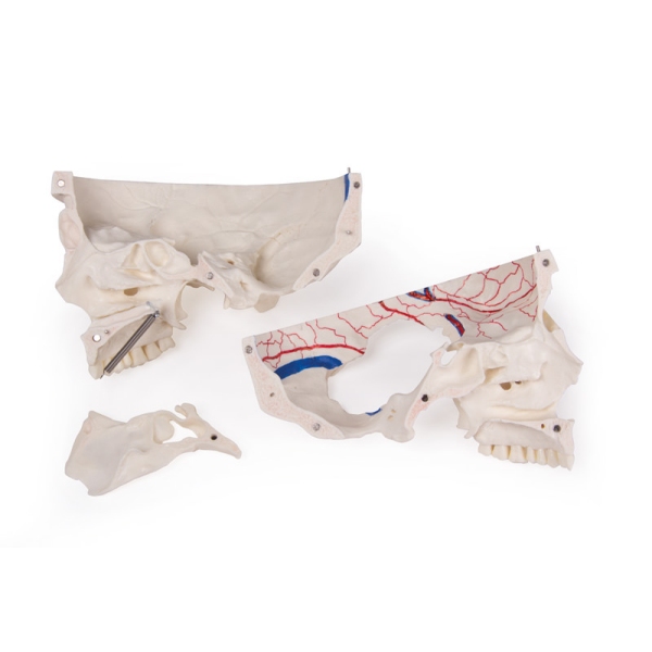 Deluxe demonstracijska lobanja; 14-delna; za napredne študije