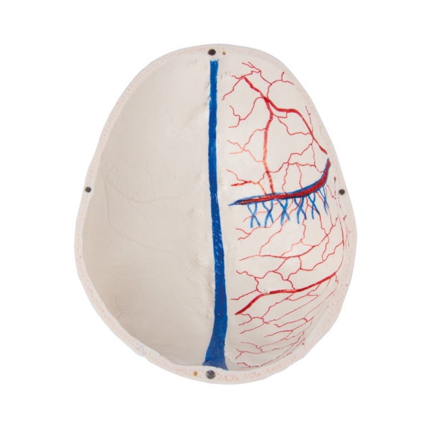 Deluxe demonstracijska lobanja; 14-delna; za napredne študije