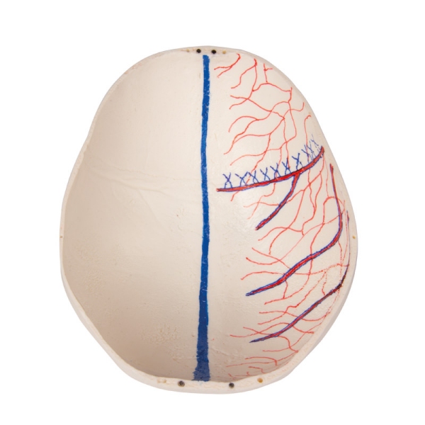 Razkošna demonstracija Otroška lobanja; 14 kosov; za napredne študije