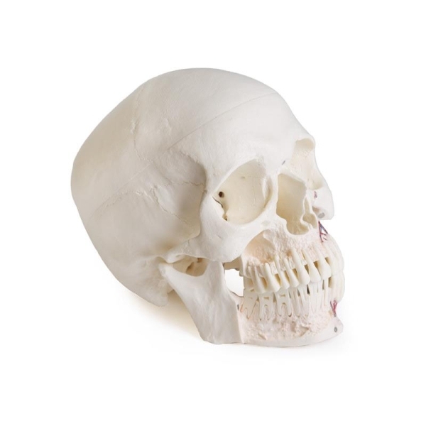 Model lobanje za zobozdravstvo s sindromom TMD, 8 delov