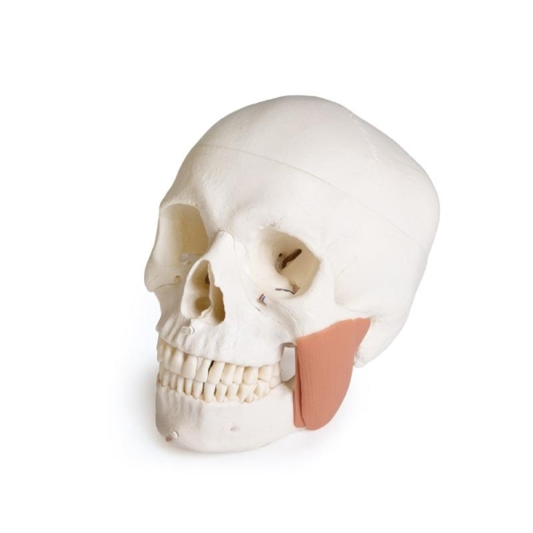 Model lobanje za zobozdravstvo s sindromom TMD, 8 delov