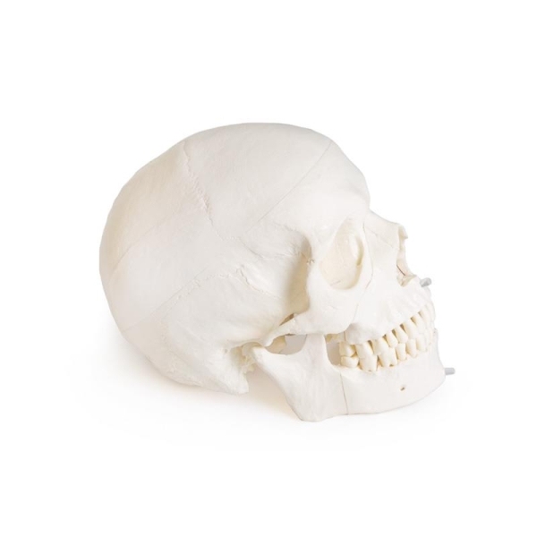 Model lobanje za zobozdravstvo s sindromom TMD, 8 delov