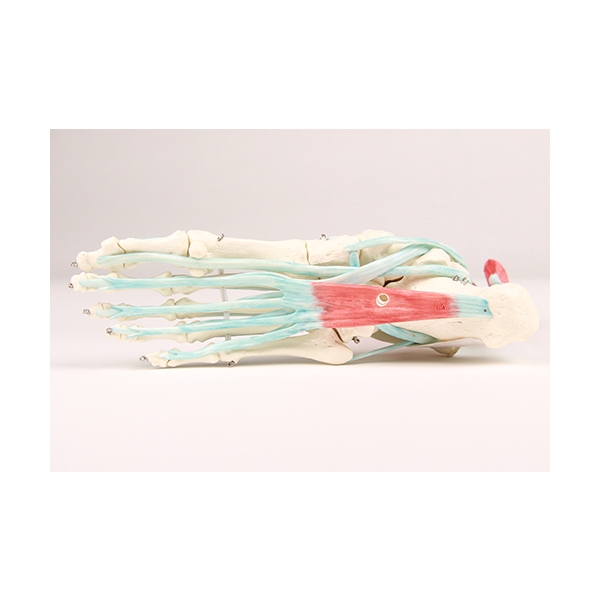 Skelet stopala z vezmi