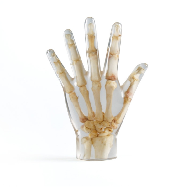 X-Ray Phantom Hand, prozoren