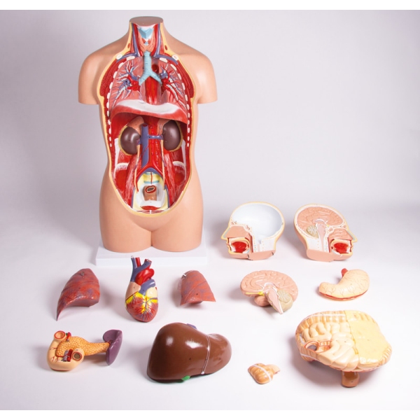 Trup brez spola, 12 delov