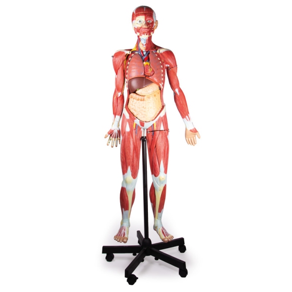 Mišična figura, 2/3 naravne velikosti, 32 delov
