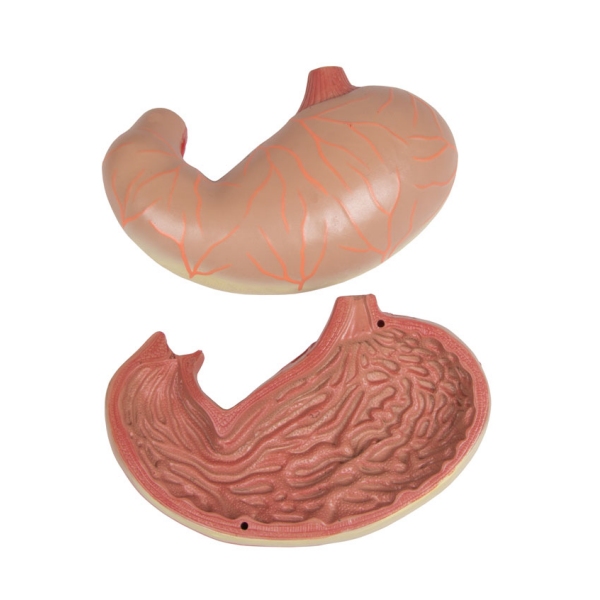 Torzo z odprtim hrbtom, 27-delni, dvospolni