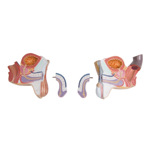 Torzo z odprtim hrbtom, 27-delni, dvospolni