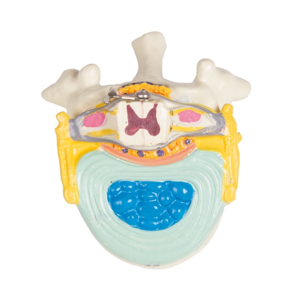 Torzo z odprtim hrbtom, 27-delni, dvospolni