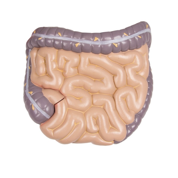 Torzo z odprtim hrbtom, 27-delni, dvospolni