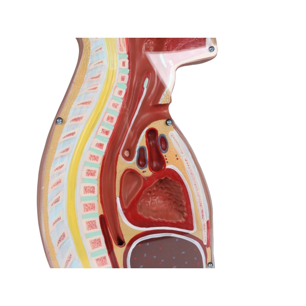 Torzo z odprtim hrbtom, 27-delni, dvospolni
