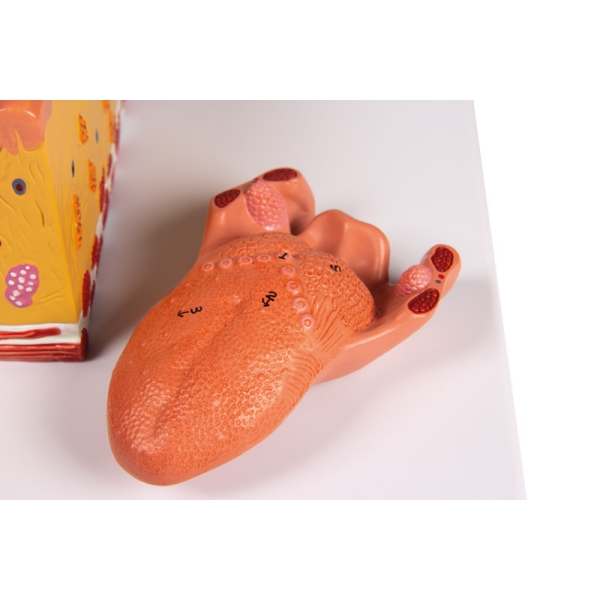 Jezik in tkivo jezika