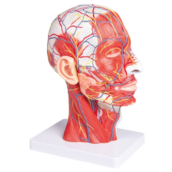 polovica glave, v naravni velikosti