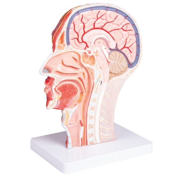 polovica glave, v naravni velikosti