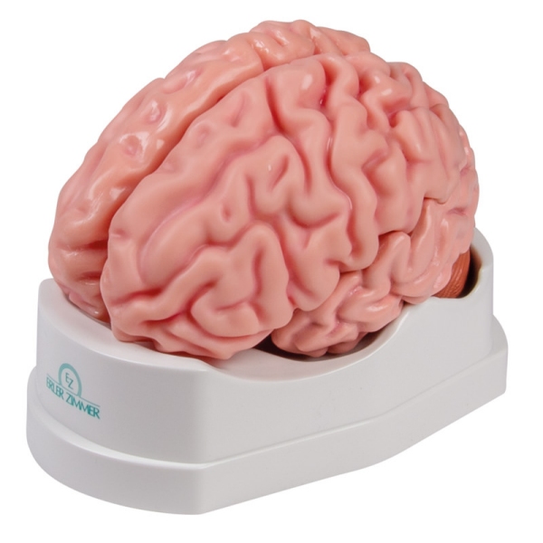 Anatomski model možganov v naravni velikosti, 5 delov - EZ Augmented Anatomy
