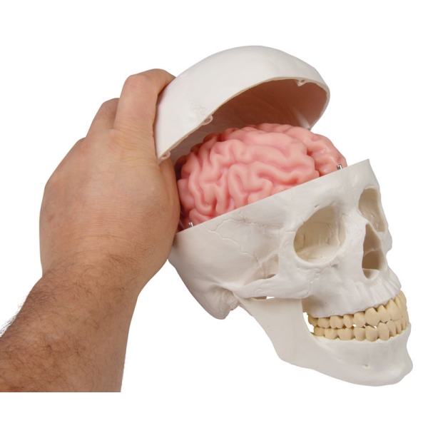Anatomski model možganov v naravni velikosti, 5 delov - EZ Augmented Anatomy