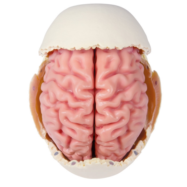 Anatomski model možganov v naravni velikosti, 5 delov - EZ Augmented Anatomy