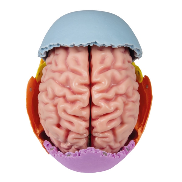 Anatomski model možganov v naravni velikosti, 5 delov - EZ Augmented Anatomy