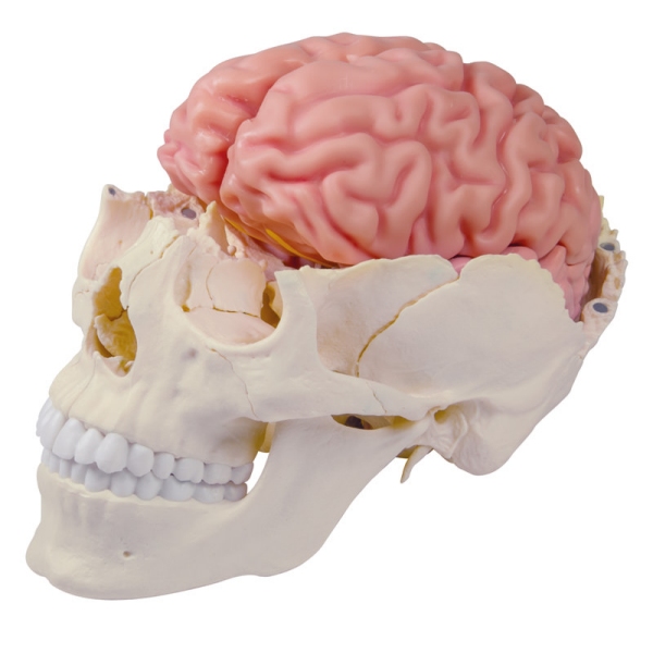 Anatomski model možganov v naravni velikosti, 5 delov - EZ Augmented Anatomy