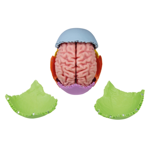 Anatomski model možganov v naravni velikosti, 5 delov - EZ Augmented Anatomy