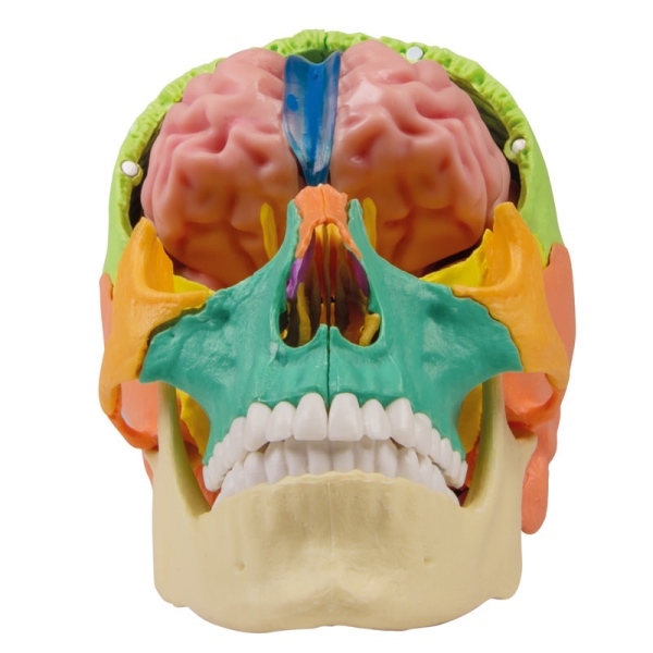 Anatomski model možganov v naravni velikosti, 5 delov - EZ Augmented Anatomy