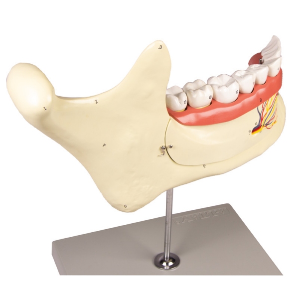 Lower jaw, 6 parts