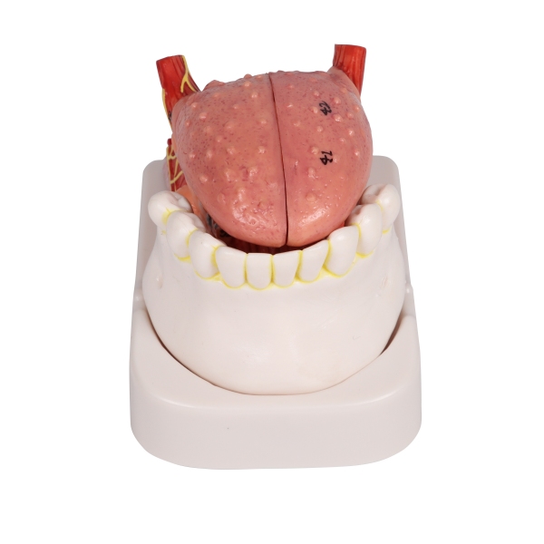 Model jezika in zob, v naravni velikosti, 4 deli