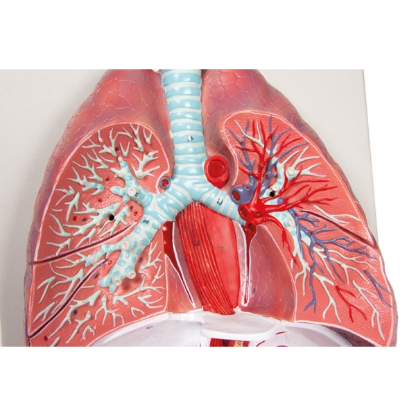 Pljuča, srce in žrelo, 7 delov