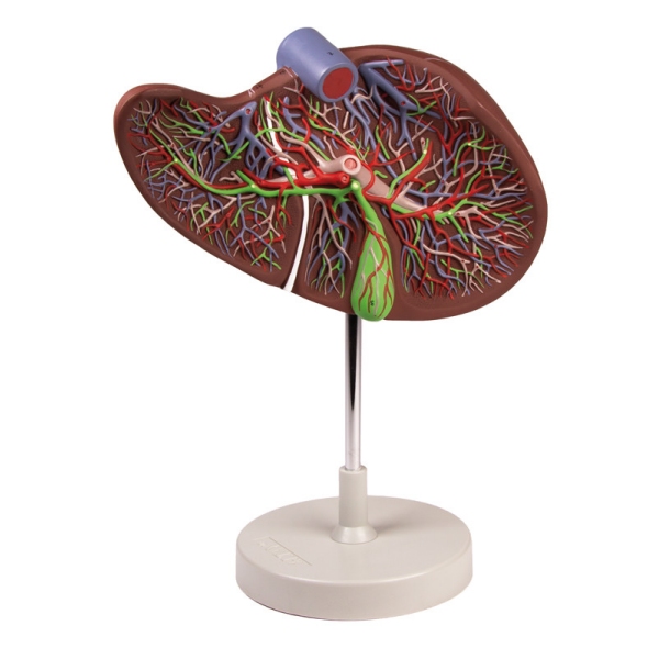 Človeška jetra v 1,5-kratni naravni velikosti