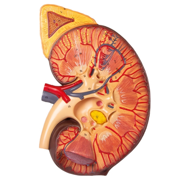 Razdelek ledvic z ledvičnim nefronom in ledvičnim telescem