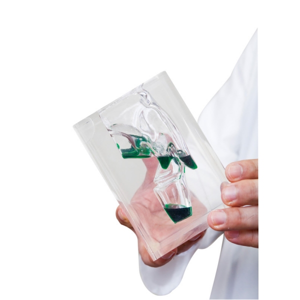 Transparentni model grla in žrela