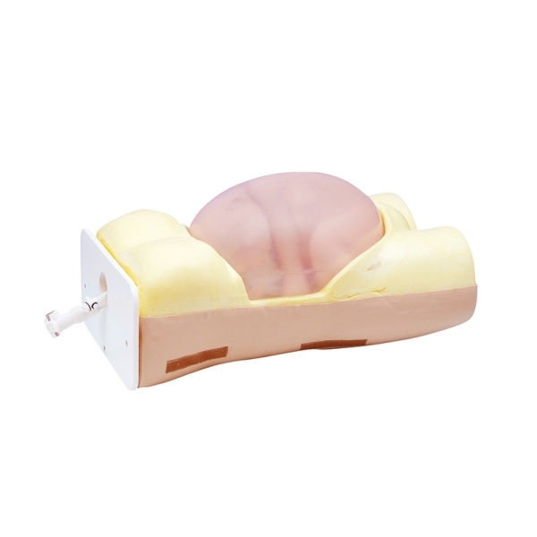 Model z zunanjo glavno različico