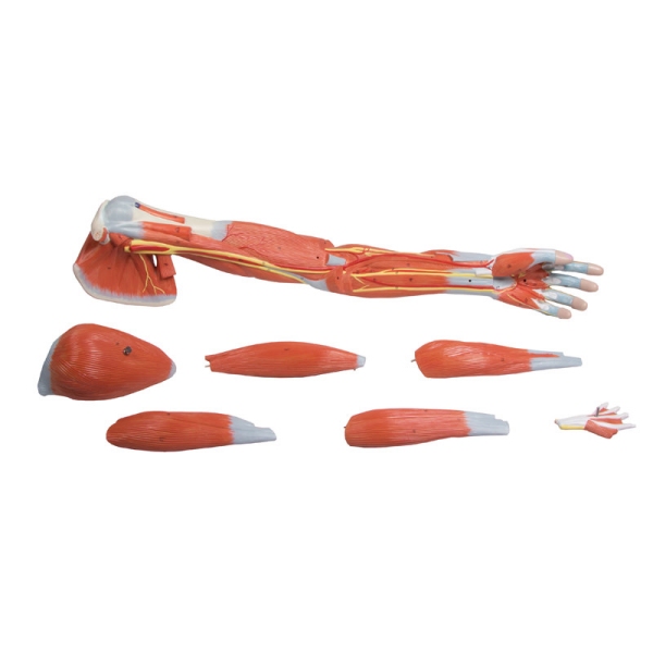 Mišice rok, 7 delov