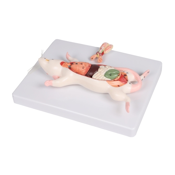 Model disekcije podgane