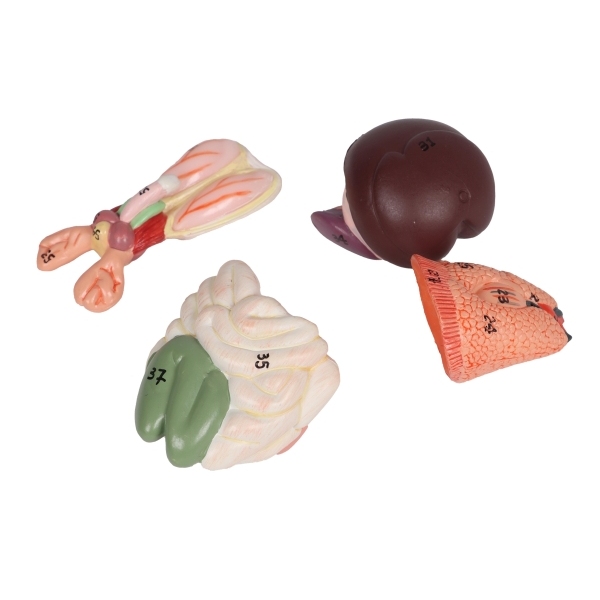 Model disekcije podgane