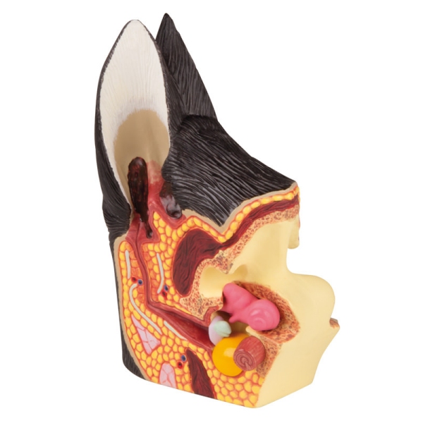 Pasje uho, zdravo/boleče