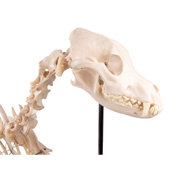 Okostje psa "Olaf", naravna velikost