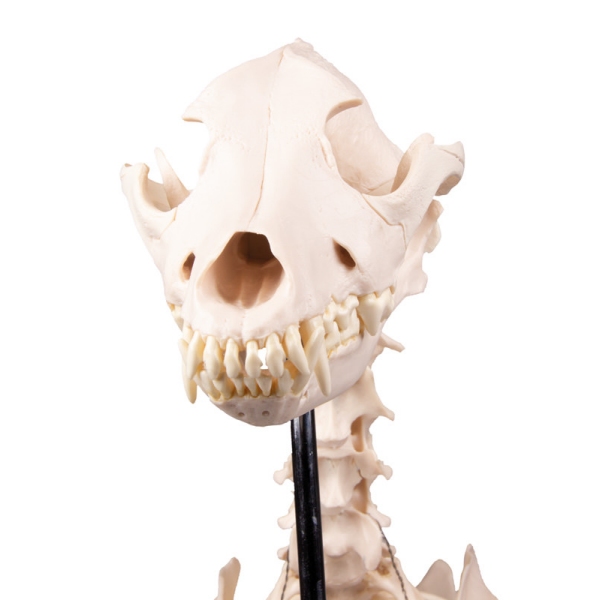 Okostje psa "Olaf", naravna velikost