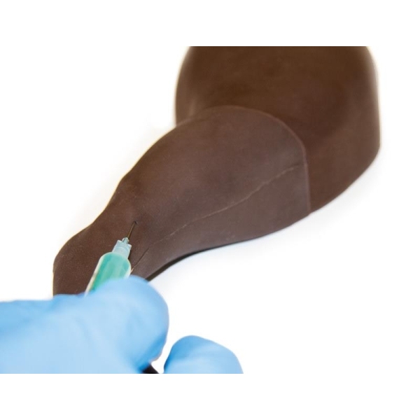 Trenažer za pasjo venipunkcijo in vbrizgavanje