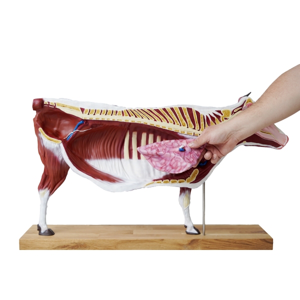 Model goveda, 15 kosov, 1/3 naravne velikosti